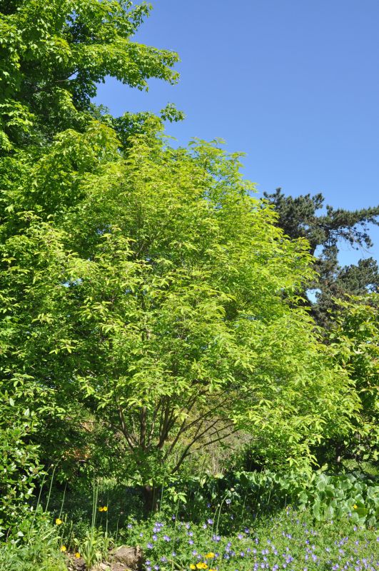 Nikko-Ahorn - Acer maximowiczianum