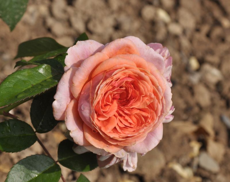 Nostalgische Edelrose'Chippendale' ® - Rosa 'Chippendale' ® TH