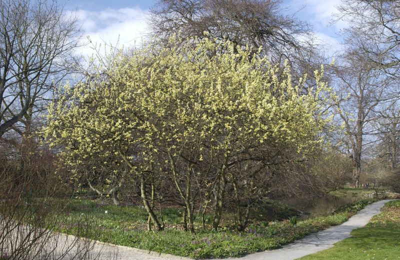 Ohrweide - Salix aurita