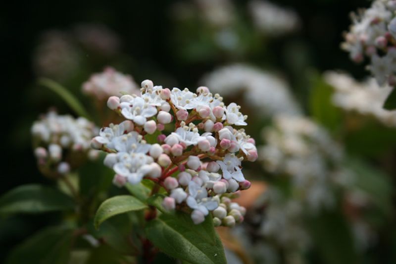 Osterschneeball - Viburnum burkwoodii