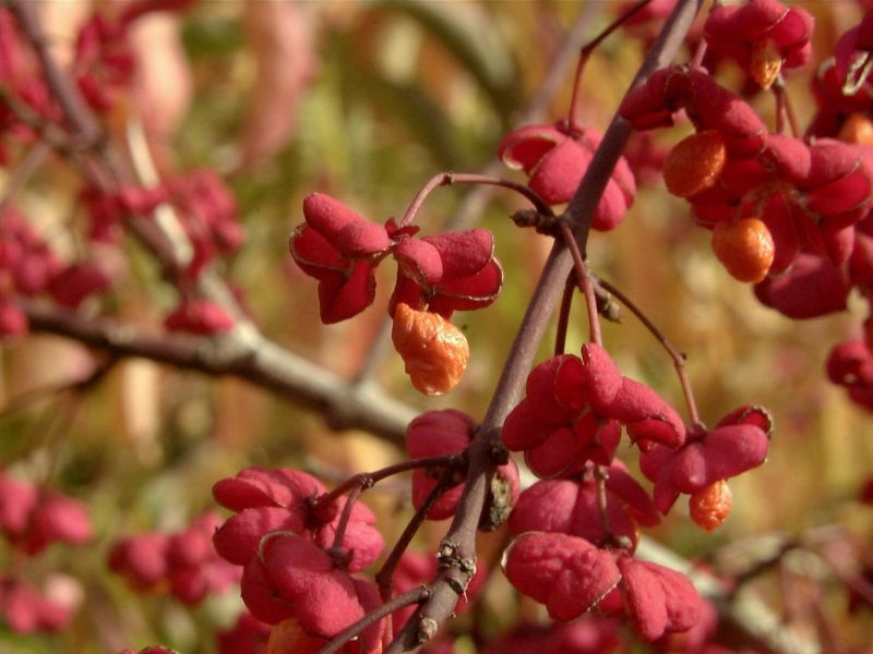 Pfaffenhütchen 'Red Cascade' - Euonymus europaeus 'Red Cascade'