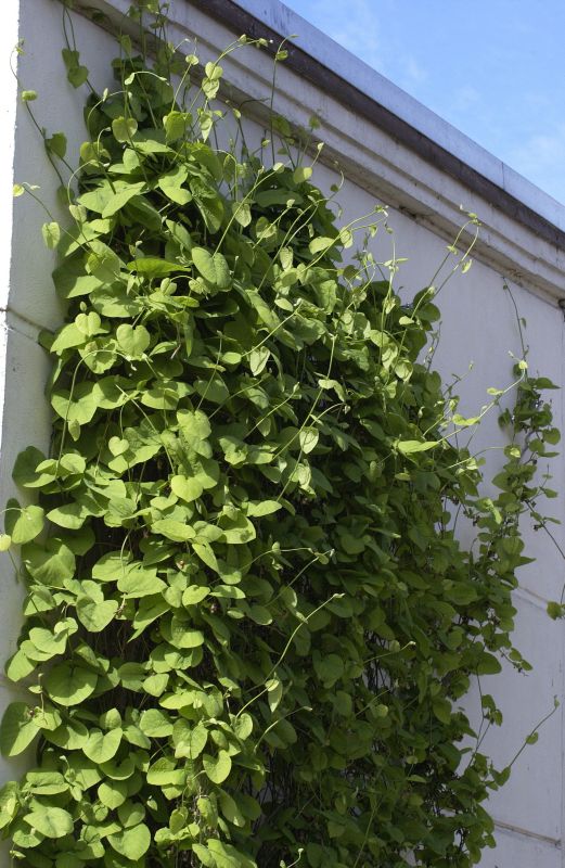 Pfeifenwinde - Aristolochia macrophylla