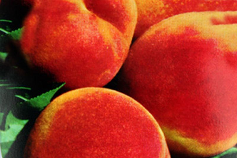 Pfirsich 'Rekord von Alfter' - Prunus persica 'Rekord von Alfter' CAC