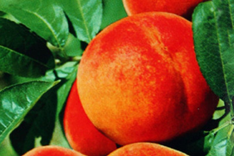 Pfirsich 'South Haven' - Prunus persica 'South Haven' CAC