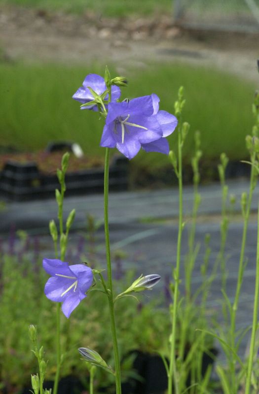 Pfirsichblättrige Garten-Glockenblume Coerulea - Campanula persicifolia 'Grandiflora Coerulea'