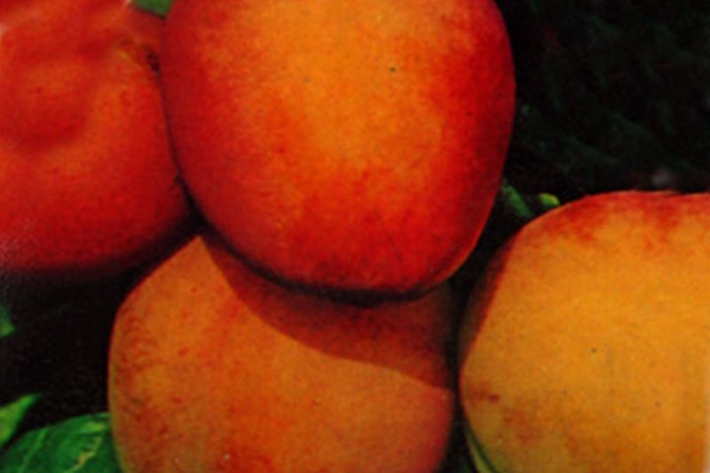 Pflaume 'Königin Viktoria' mittelspät - Prunus domestica 'Königin Viktoria' CAC