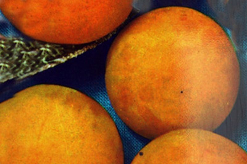 Pflaume 'Ontario' früh - Prunus domestica 'Ontario' CAC