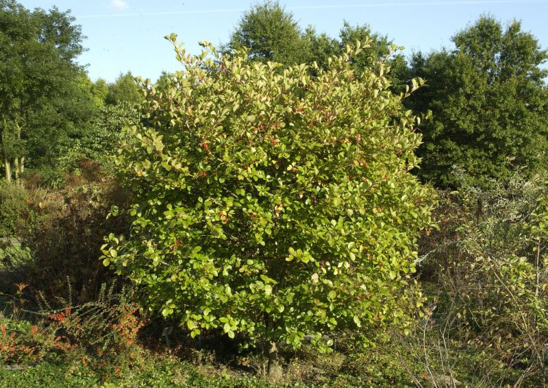 Pflaumenblättriger Weißdorn - Crataegus persimilis