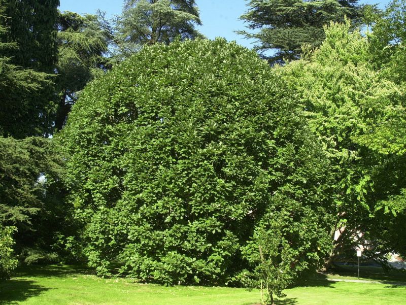 Pontische Eiche - Quercus pontica