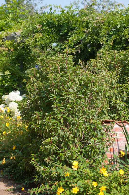 Portug.Lorbeerkirsche 'Angustifolia' - Prunus lusitanica 'Angustifolia'