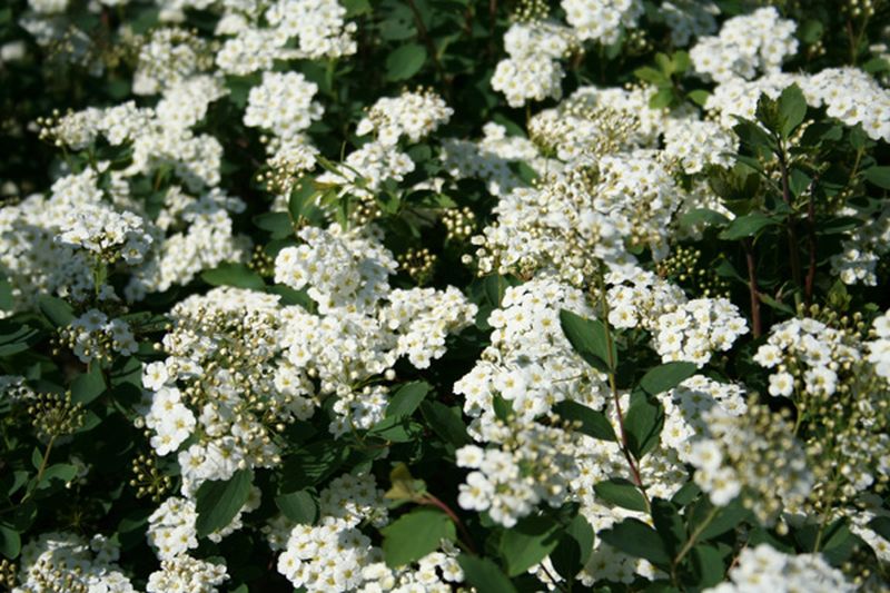 Prachtspiere - Spiraea vanhouttei