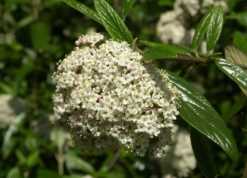 Prager Schneeball - Viburnum 'Pragense'