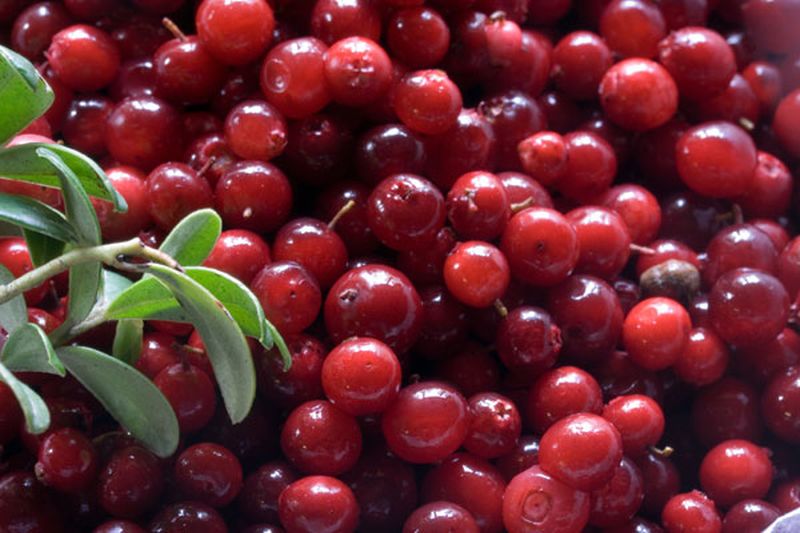 Preiselbeere 'Erntekrone' - Vaccinium vitis-idaea 'Erntekrone'