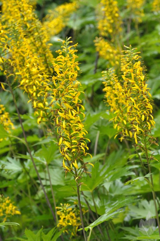 Przewalskis Kerzen-Goldkolben - Ligularia przewalskii