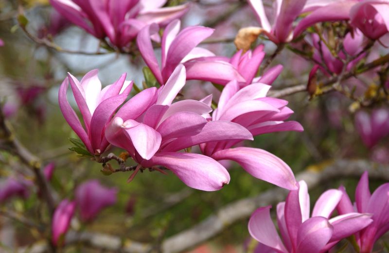 Purpurmagnolie 'Betty' - Magnolia liliiflora 'Betty'