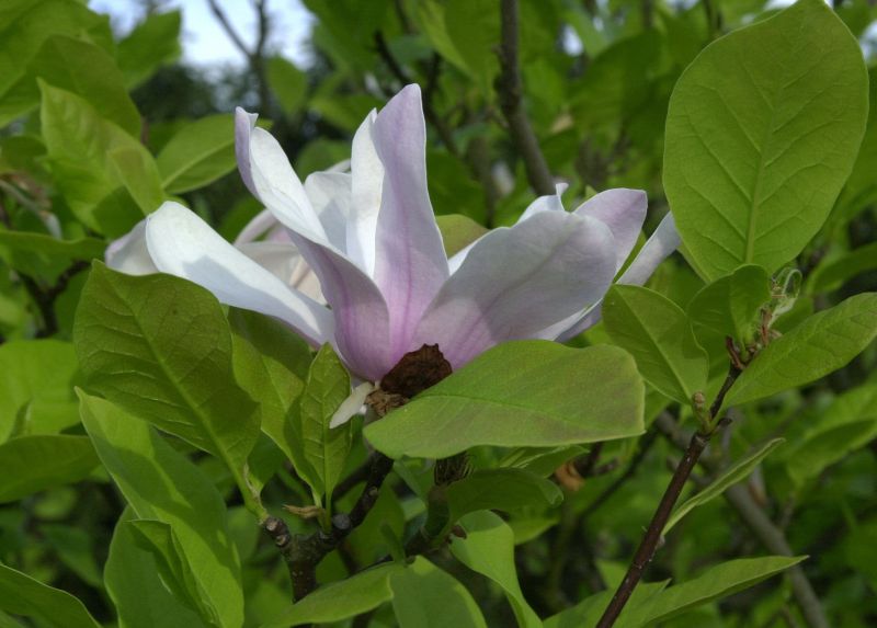 Purpurmagnolie 'Ricki' - Magnolia liliiflora 'Ricki'