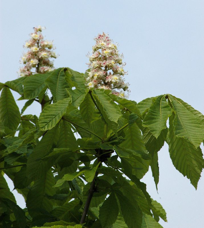 Pyramiden-Rosskastanie - Aesculus hippocastanum 'Pyramidalis'