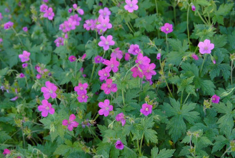 Pyrenäen-Storchschnabel - Geranium endressii