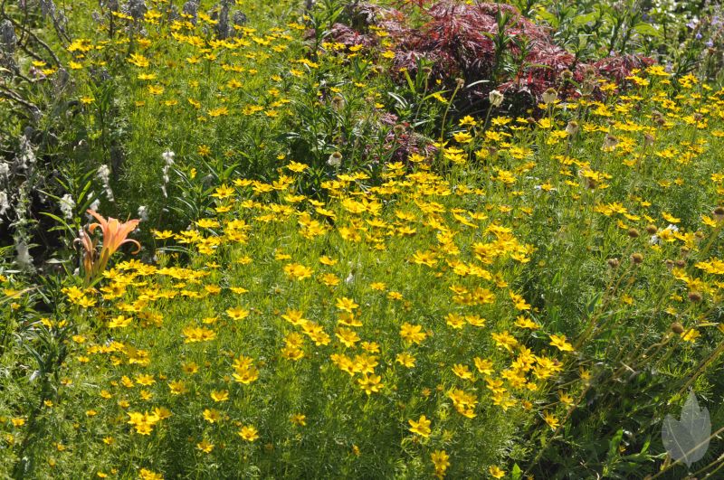 Quirlblättriges Garten-Mädchenauge - Coreopsis verticillata 'Zagreb'
