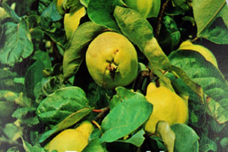 Quitte 'Bereczki-Birnenquitte' - Cydonia 'Bereczki-Birnenquitte' CAC