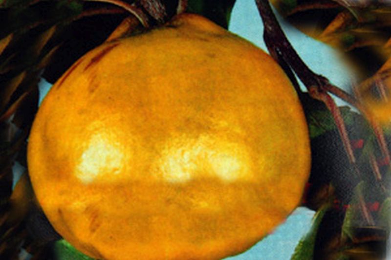 Quitte 'Konstantinopeler Apfelquitte' - Cydonia 'Konstantinopeler Apfelquitte' CAC