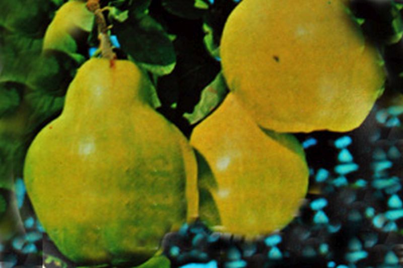 Quitte 'Portugiesische' - Cydonia 'Portugiesische Birnenquitte' CAC