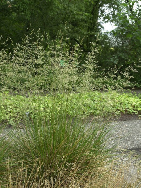 Rasen-Schmiele - Deschampsia cespitosa