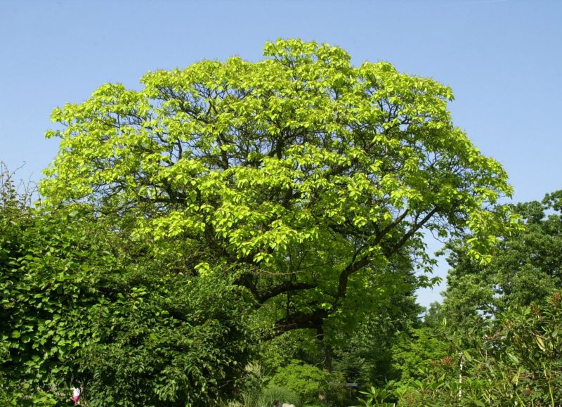 Reichfruchtender Trompetenbaum 'Aurea' - Catalpa bignonioides 'Aurea'