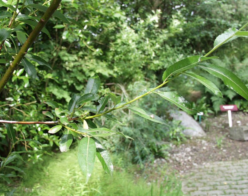 Reifweide Salix daphnoides BaumschuleGarten.de