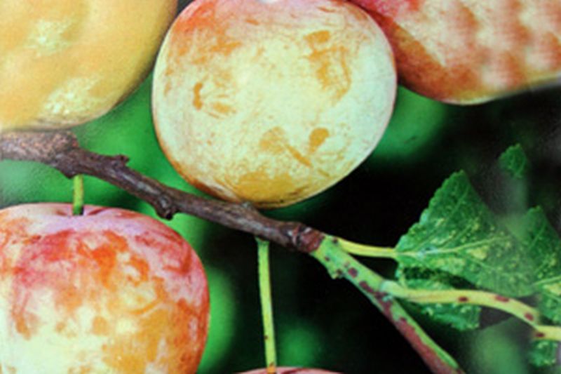 Reneklode 'Graf Althans Reneklode' mittel - Prunus italica 'Graf Althans Reneklode.' CAC