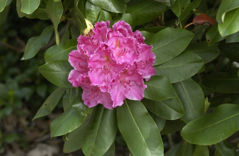 Rhododendorn Hybride 'Claudine' - Rhododendron Hybr.'Claudine'