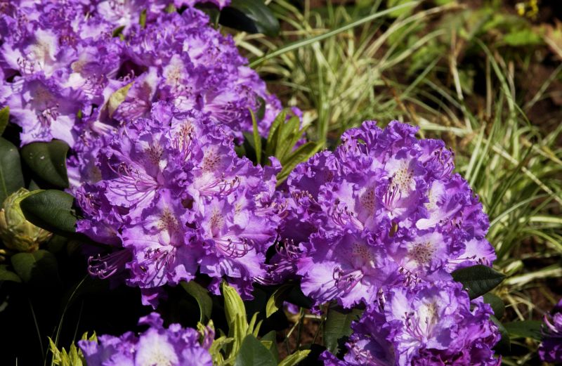 Rhododendron-Hybride 'Alfred' - Rhododendron Hybr.'Alfred'