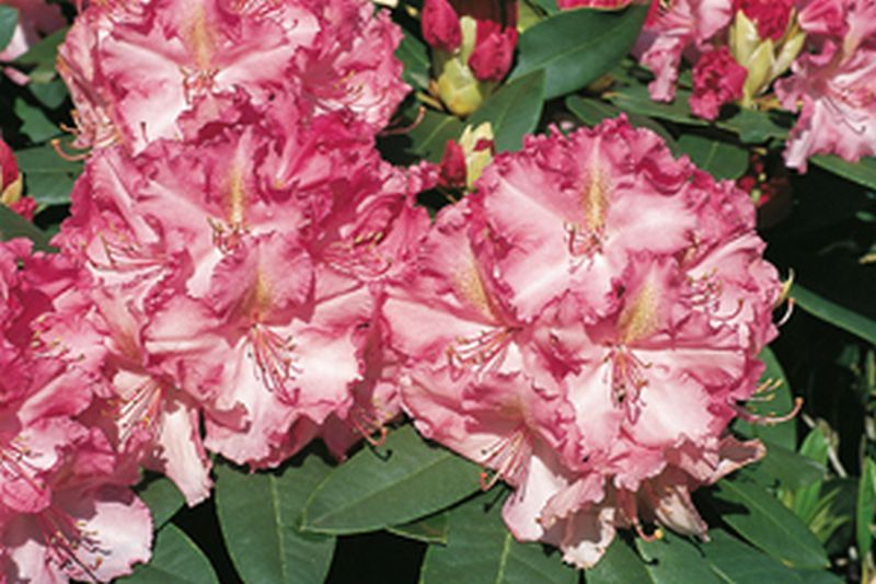 Rhododendron-Hybride 'Anastasia' ® - Rhododendron Hybride 'Anastasia' ®