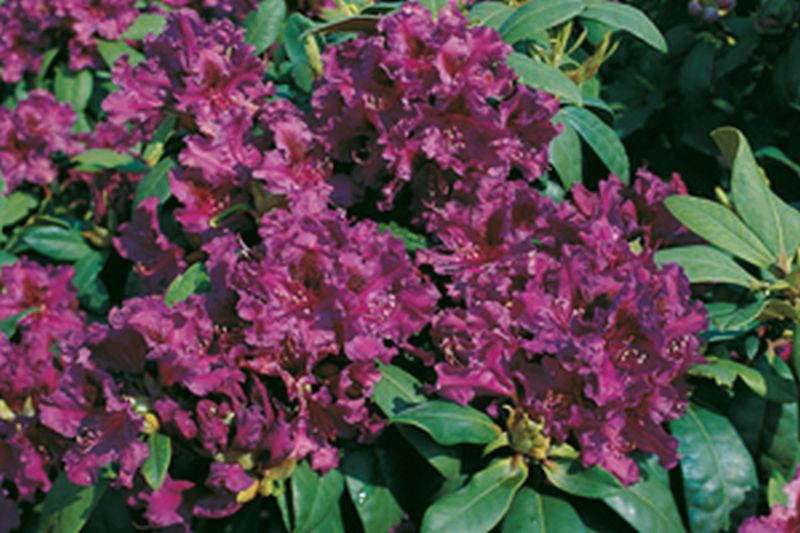 Rhododendron-Hybride 'Azurro' - Rhododendron Hybride 'Azurro'