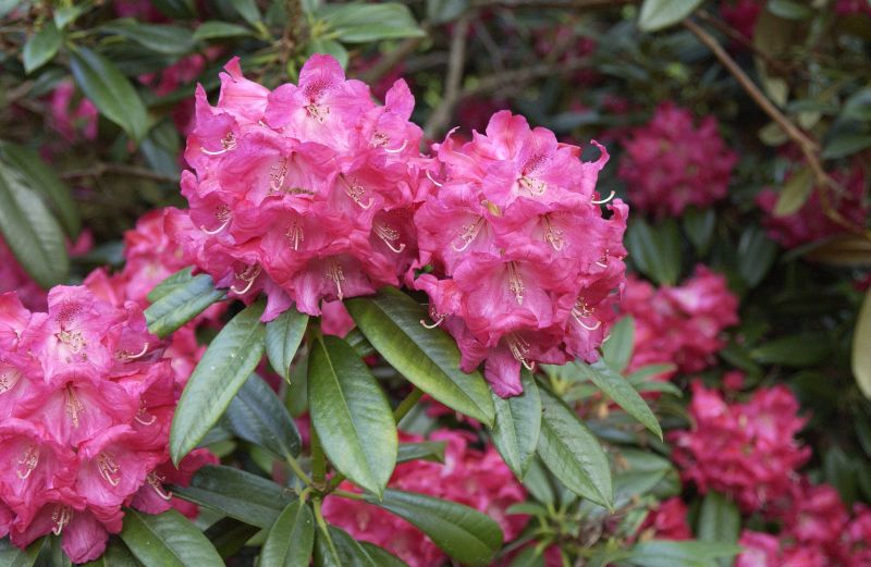 Rhododendron-Hybride 'Berliner Liebe' - Rhododendron Hybr.'Berliner Liebe'