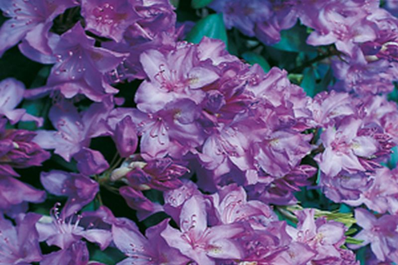 Rhododendron-Hybride 'Catawbiense Boursault' - Rhododendron Hybride 'Catawbiense Boursault'