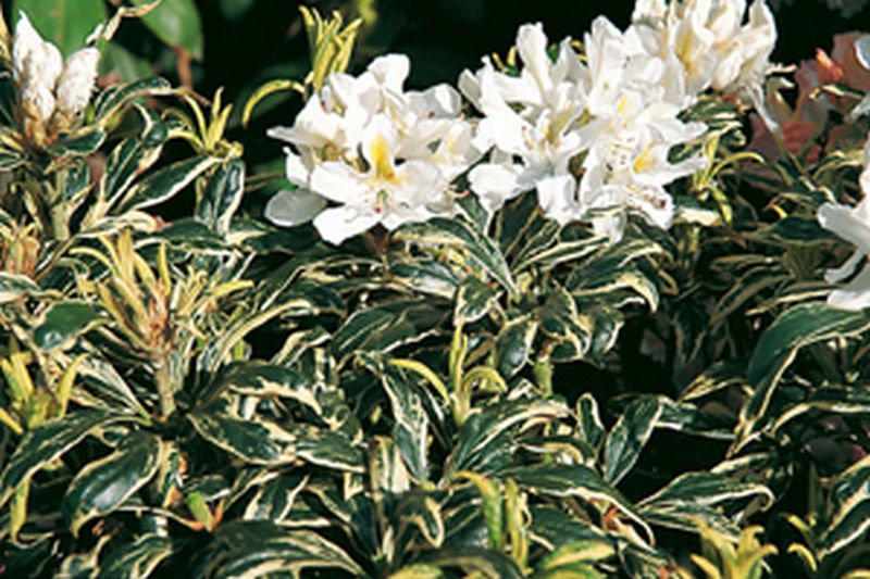 Rhododendron-Hybride 'Claydian Variegata' - Rhododendron Hybride 'Claydian Variegata'