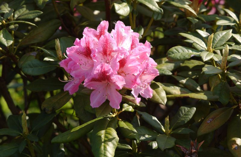 Rhododendron-Hybride 'Cosmopolitan' - Rhododendron Hybr.'Cosmopolitan'