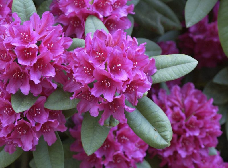 Rhododendron-Hybride 'Dr.H.C.Dresselhuys' - Rhododendron Hybr.'Dr. H. C. Dresselhuys'