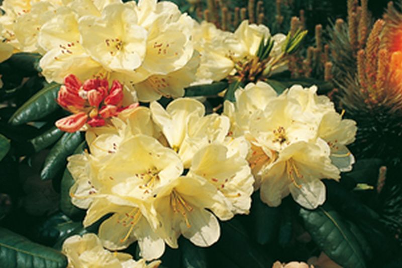 Rhododendron-Hybride 'Ehrengold' - Rhododendron Hybride 'Ehrengold'