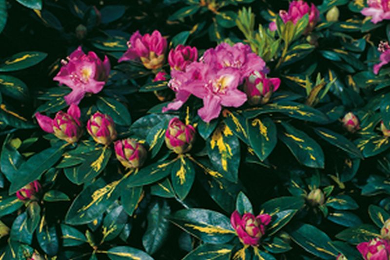 Rhododendron-Hybride 'Goldflimmer' - Rhododendron Hybride 'Goldflimmer'