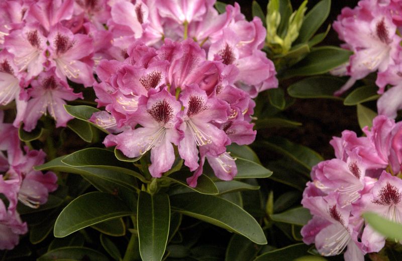 Rhododendron-Hybride 'Helen Martin' - Rhododendron Hybr.'Helen Martin'