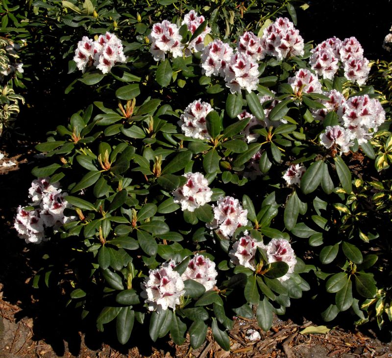 Rhododendron-Hybride 'Herbstgruß' - Rhododendron Hybr.'Herbstgruß'