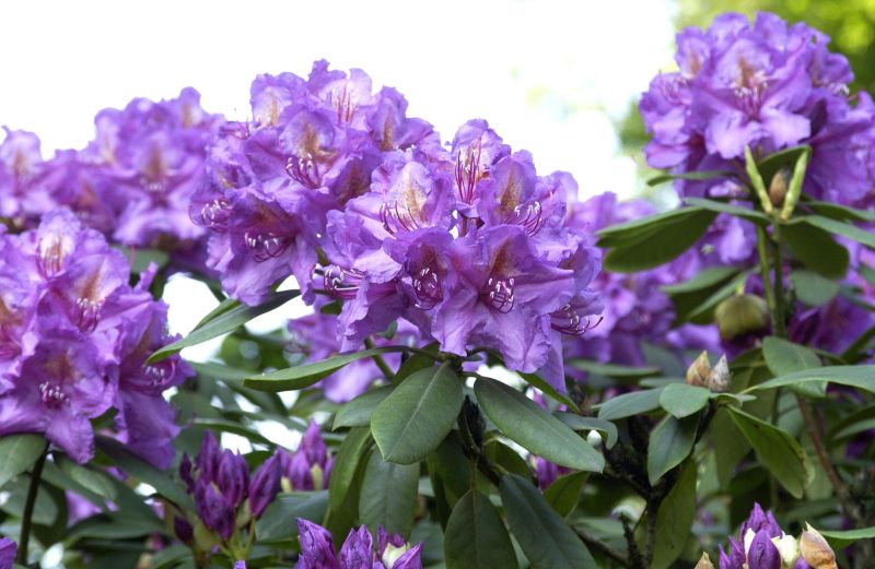 Rhododendron-Hybride 'Lee's Dark Purple' - Rhododendron Hybr.'Lee's Dark Purple'
