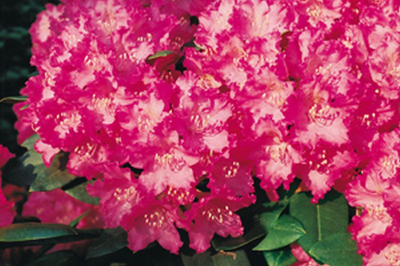 Rhododendron-Hybride 'Manuela' - Rhododendron Hybride 'Manuela'