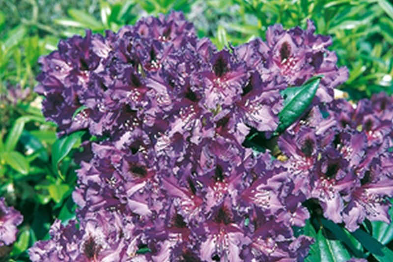 Rhododendron-Hybride 'Mogambo' - Rhododendron Hybride 'Mogambo'