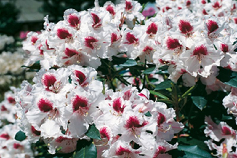 Rhododendron-Hybride 'Sapporo' ® - Rhododendron Hybride 'Sapporo' ®
