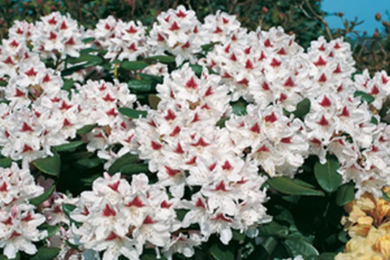 Rhododendron-Hybride 'Schneeauge' - Rhododendron Hybride 'Schneeauge'