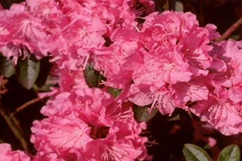 Rhododendron dauricum 'April Rose' - Rhododendron dauricum 'April Rose'