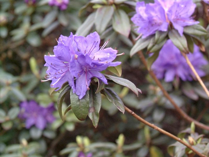 Rhododendron russatum 'Gletschernacht' - Rhododendron russatum 'Gletschernacht'